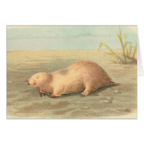Lydekker - Marsupial Mole cards by LisasLair Lydekker - Marsupial Mole cards
