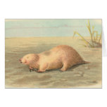 Lydekker - Marsupial Mole cards