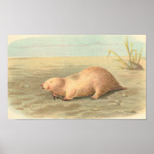 Lydekker - Marsupial Mole Portfolio Posters