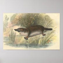 Lydekker - Platypus Portfolio Poster