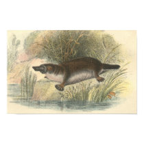 Lydekker - Platypus Portfolio posters