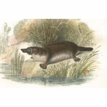 Lydekker - Platypus t-shirts