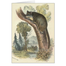 Lydekker - Pygmy Flying Phalanger/Possum cards