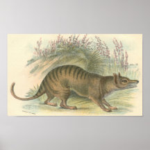 Lydekker - Thylacine - Tasmanian Tiger Portfolio Posters