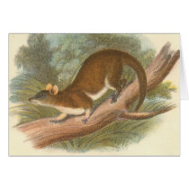 Lydekker - Woolly Opossum cards by LisasLair Lydekker - Woolly Opossum cards