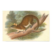 Lydekker - Woolly Opossum Portfolio posters by LisasLair Lydekker - Woolly Opossum Portfolio posters