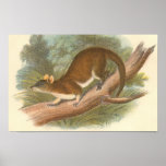 Lydekker - Woolly Opossum Portfolio posters