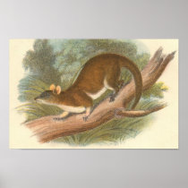 Lydekker - Woolly Opossum Portfolio Print