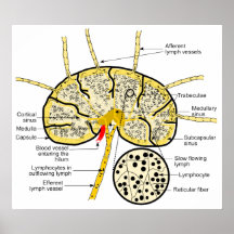 Lymph Node Showing Flow of Lymph to Lymph Sinuses Posters