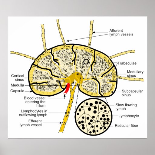Lymph Node Showing Flow of Lymph to Lymph Sinuses Poster Zazzle