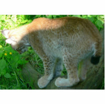 Lynx Animal photo sculptures by lifesphere Lynx Animal photo sculptures