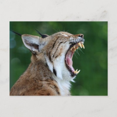 Funny Lynx