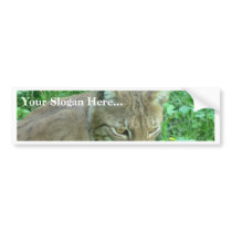 Lynx bumper stickers