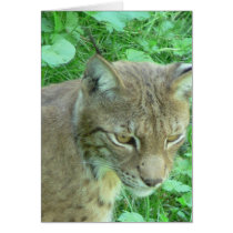 Lynx cards