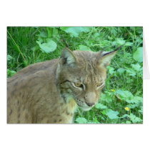Lynx cards