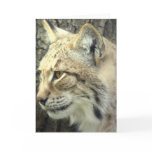 Lynx Cat Greeting Card