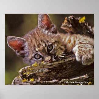 Lynx Cat Posters