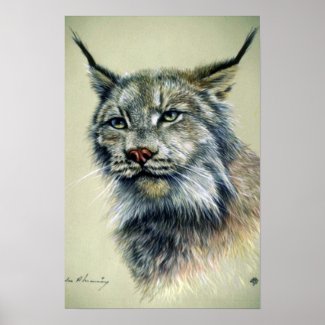 Lynx (head study) posters
