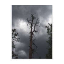 Lynx Lake, Arizona, is a 55-acre reservoir postcards by Congress_Arizona Lynx Lake, Arizona, is a 55-acre reservoir postcards