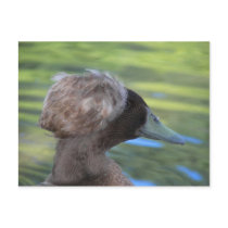 Lynx Lake Waterfowl postcards by Congress_Arizona Lynx Lake Waterfowl postcards