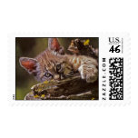 Lynx Postage Stamps