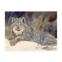 Lynx Postcard
