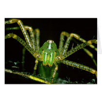 Lynx Spider cards