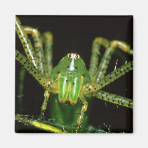 Lynx Spider Magnets