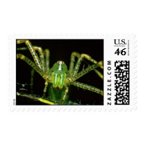 Lynx Spider Stamp
