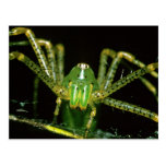 Lynx Spider Postcard