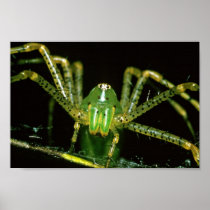 Lynx Spider Posters