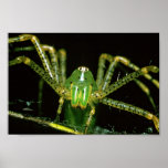 Lynx Spider Posters