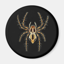 Lynx Spider Refrigerator Magnet