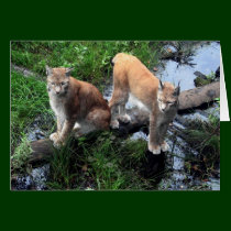 Lynx - wild cats card