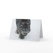 Lynx Winter cards