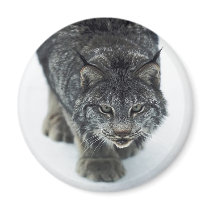 Lynx Winter magnets