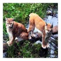 Lynxes poster posters by mmersdesign Lynxes poster posters