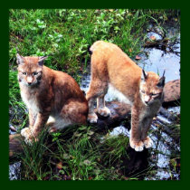 Lynxes poster posters