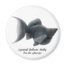 Lyretail Balloon Molly magnets