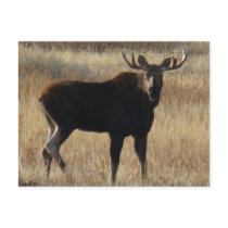 M0007 Young Bull Moose postcard