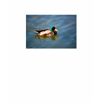 M is for Mallard - shirt