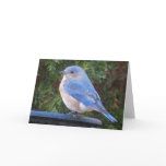 MA- Bluebird Greeting/Notecards