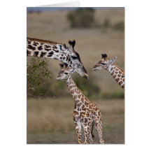 Maasai Giraffe (Giraffe Tippelskirchi) as seen Cards