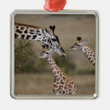 Maasai Giraffe (Giraffe Tippelskirchi) as seen Ornaments