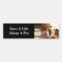 Mac Cat Photo Animal Adoption Bumper Sticker bumper stickers