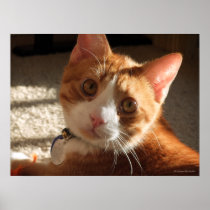 Mac Cat Photo Poster