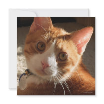 Mac Cat Photo Square Invitation