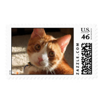 Mac Medium Cat Photo Postage Stamps