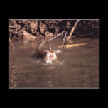 Macaque in Borneo postcards