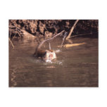 Macaque in Borneo Postcards